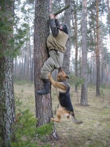 dog-chases-man-up-tree